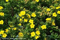 Dateiname=Flora-Strauch-FingerstrauchKobold-20070715-29.jpg
Dateigröße=336KB
Abmessungen: 720x483
hinzugefügt am: 01. April 2014 Flora-Strauch-FingerstrauchKobold-20070715-29.jpg