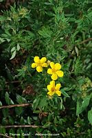 Flora-Strauch-FingerstrauchKobold-20070721-71.jpg