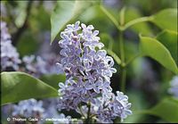 Flora-Strauch-Flieder-199905-06.jpg