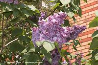 Flora-Strauch-Flieder-20050501-11.jpg