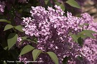 Flora-Strauch-Flieder-20060514-14.jpg