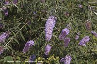 Flora-Strauch-Flieder-20060709-11.jpg