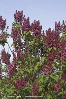 Flora-Strauch-Flieder-20070422-139.jpg