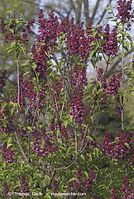 Flora-Strauch-Flieder-20070422-48.jpg