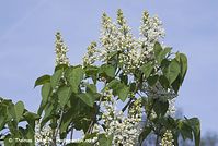Flora-Strauch-Flieder-20070422-49.jpg