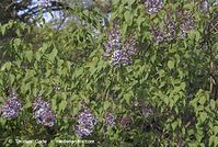 Flora-Strauch-Flieder-20070422-63.jpg