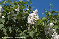 Flora-Strauch-Flieder-20080512-066.jpg