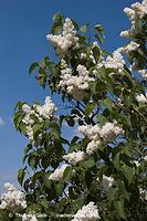 Flora-Strauch-Flieder-20080512-069.jpg