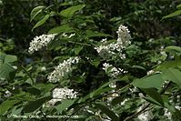 Flora-Strauch-Flieder-20090419-10.jpg