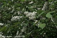 Dateiname=Flora-Strauch-Flieder-20090419-11.jpg
Dateigröße=179KB
Abmessungen: 720x481
hinzugefügt am: 01. April 2014 Flora-Strauch-Flieder-20090419-11.jpg