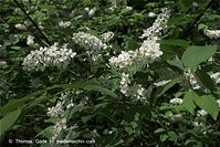 Dateiname=Flora-Strauch-Flieder-20090419-12.jpg
Dateigröße=203KB
Abmessungen: 720x481
hinzugefügt am: 01. April 2014 Flora-Strauch-Flieder-20090419-12.jpg
