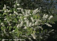 Dateiname=Flora-Strauch-Flieder-20090426-18.jpg
Dateigröße=267KB
Abmessungen: 720x520
hinzugefügt am: 01. April 2014 Flora-Strauch-Flieder-20090426-18.jpg