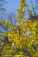Dateiname=Flora-Strauch-Forsythie-20070401-32.jpg
Dateigröße=222KB
Abmessungen: 484x720
hinzugefügt am: 01. April 2014 Flora-Strauch-Forsythie-20070401-32.jpg