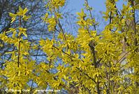 Dateiname=Flora-Strauch-Forsythie-20070401-33.jpg
Dateigröße=283KB
Abmessungen: 720x484
hinzugefügt am: 01. April 2014 Flora-Strauch-Forsythie-20070401-33.jpg