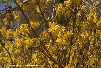 Dateiname=Flora-Strauch-Forsythie-200803-023.jpg
Dateigröße=301KB
Abmessungen: 720x484
hinzugefügt am: 01. April 2014 Flora-Strauch-Forsythie-200803-023.jpg