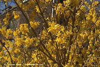 Flora-Strauch-Forsythie-200803-023.jpg