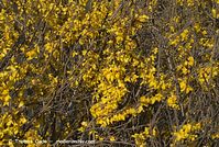 Dateiname=Flora-Strauch-Forsythie-200803-037.jpg
Dateigröße=331KB
Abmessungen: 720x484
hinzugefügt am: 01. April 2014 Flora-Strauch-Forsythie-200803-037.jpg