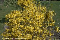 Dateiname=Flora-Strauch-Forsythie-20090411-19.jpg
Dateigröße=316KB
Abmessungen: 720x481
hinzugefügt am: 01. April 2014 Flora-Strauch-Forsythie-20090411-19.jpg