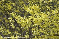 Flora-Strauch-Forsythie-20100411-067.jpg