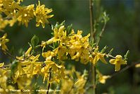 Dateiname=Flora-Strauch-Forsythie-20100420-065.jpg
Dateigröße=172KB
Abmessungen: 720x481
hinzugefügt am: 01. April 2014 Flora-Strauch-Forsythie-20100420-065.jpg