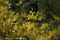 Dateiname=Flora-Strauch-Forsythie-20100420-066.jpg
Dateigröße=226KB
Abmessungen: 720x481
hinzugefügt am: 01. April 2014 Flora-Strauch-Forsythie-20100420-066.jpg