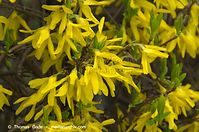 Flora-Strauch-Forsythien-20140328-25.jpg