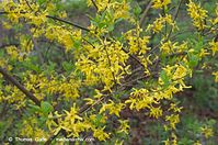 Flora-Strauch-Forthythie-20140404-101.jpg