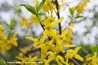 Flora-Strauch-Forthythie-20140404-103.jpg