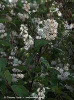 Flora-Strauch-Gefuellter-Sternchenstrauch-20090531-88.jpg
