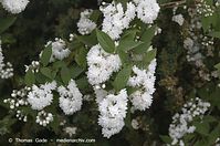Flora-Strauch-Gefuellter-Sternchenstrauch-20130608-021.jpg