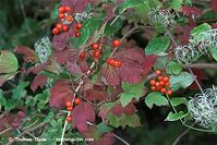 Flora-Strauch-Gewoehnlicher-Schneeball-20090925-096.jpg