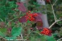 Flora-Strauch-Gewoehnlicher-Schneeball-20090925-099.jpg