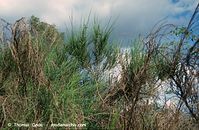 Flora-Strauch-Ginster-1996-028.jpg