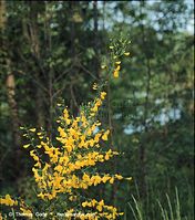 Flora-Strauch-Ginster-199905-22.jpg