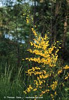 Flora-Strauch-Ginster-199906-15.jpg