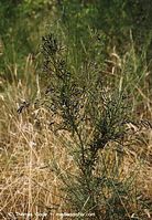 Flora-Strauch-Ginster-199908-039.jpg