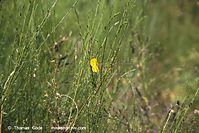 Flora-Strauch-Ginster-199908-040.jpg