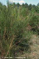 Flora-Strauch-Ginster-2003-10.jpg