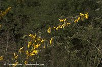 Flora-Strauch-Ginster-20050621-01.jpg