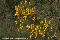 Flora-Strauch-Ginster-20050621-02.jpg