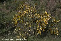 Flora-Strauch-Ginster-20050621-03.jpg