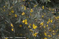 Flora-Strauch-Ginster-20060623-10.jpg
