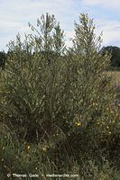 Flora-Strauch-Ginster-20060623-12.jpg