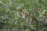 Dateiname=Flora-Strauch-Ginster-20060623-20.jpg
Dateigröße=172KB
Abmessungen: 720x480
hinzugefügt am: 01. April 2014 Flora-Strauch-Ginster-20060623-20.jpg