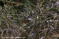 Dateiname=Flora-Strauch-Ginster-20060816-18.jpg
Dateigröße=181KB
Abmessungen: 720x480
hinzugefügt am: 01. April 2014 Flora-Strauch-Ginster-20060816-18.jpg