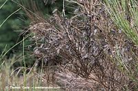 Dateiname=Flora-Strauch-Ginster-20060816-19.jpg
Dateigröße=265KB
Abmessungen: 720x480
hinzugefügt am: 01. April 2014 Flora-Strauch-Ginster-20060816-19.jpg