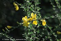 Dateiname=Flora-Strauch-Ginster-20090501-64.jpg
Dateigröße=162KB
Abmessungen: 720x481
hinzugefügt am: 01. April 2014 Flora-Strauch-Ginster-20090501-64.jpg