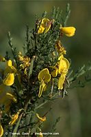 Dateiname=Flora-Strauch-Ginster-20090608-011.jpg
Dateigröße=155KB
Abmessungen: 481x720
hinzugefügt am: 01. April 2014 Flora-Strauch-Ginster-20090608-011.jpg