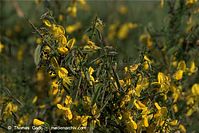 Dateiname=Flora-Strauch-Ginster-20090608-013.jpg
Dateigröße=204KB
Abmessungen: 720x481
hinzugefügt am: 01. April 2014 Flora-Strauch-Ginster-20090608-013.jpg