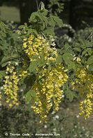Flora-Strauch-Goldregen-20070501-13.jpg